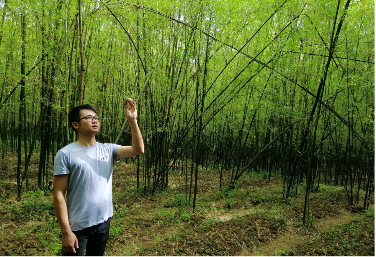 肇庆封开：90后大学毕业生返乡创业种植竹荪做强“林下经济”
