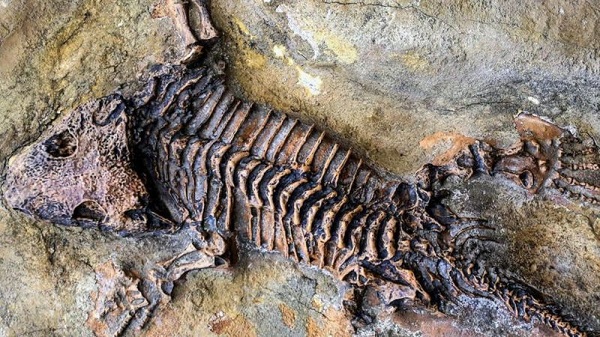 一具被发掘的人体骨骼化石