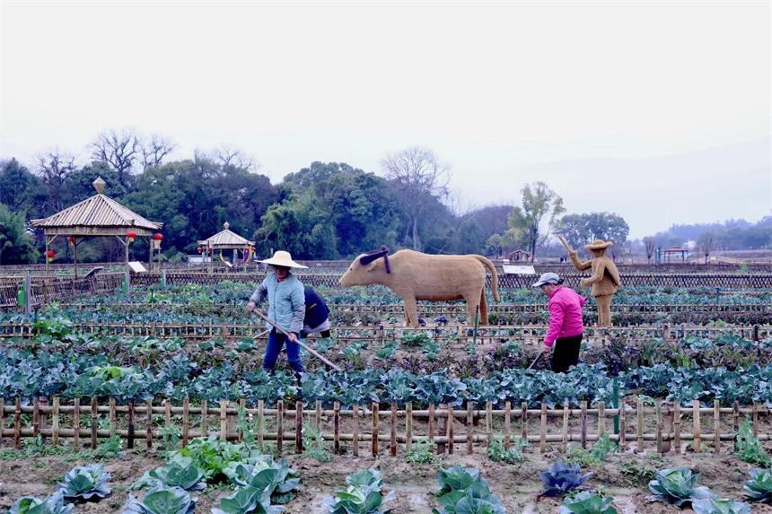 村民们正在翻土地、收蔬菜，全力保障春耕春种。胡慧秀摄