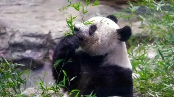 【透视社·生态关注】大熊猫“香香”回家路：大量竹子、饭团，还有饲养员贴身安抚！
