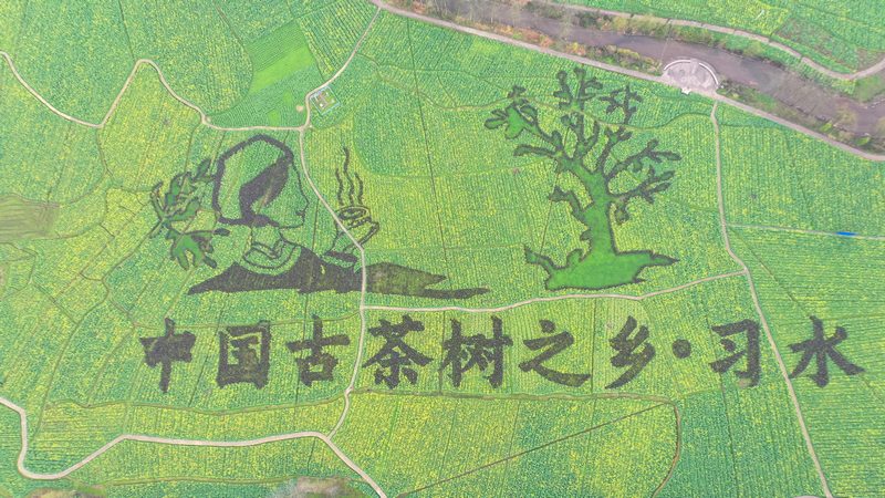 习水县温水镇犁园村的700多亩油菜花竞相绽放.jpg