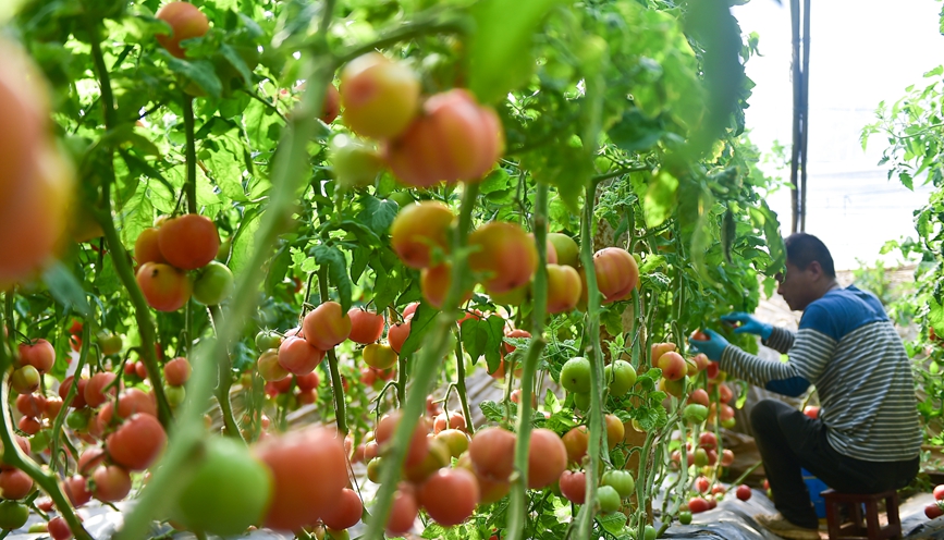 无公害蔬菜种植基地日光温棚内，农户正在采摘装箱西红柿。 黄政伟摄
