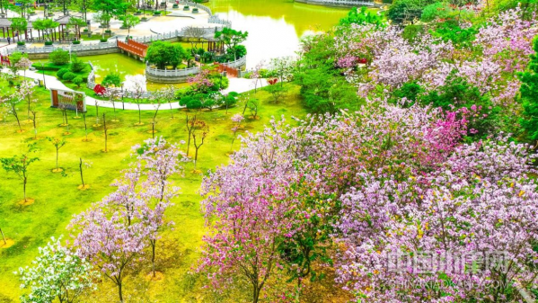 广州黄埔：打造公园城市典范 推窗见绿抬脚进园