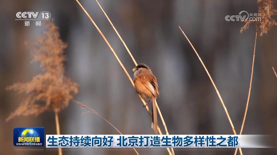 打造生态文明之窗！北京迈向生物多样性之都
