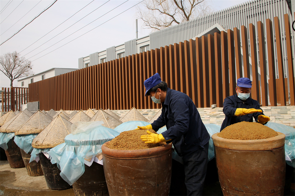 河北省承德市新畅远酿造有限公司的工人们正在抓紧时间酿制豆豉。陈琦嘉摄