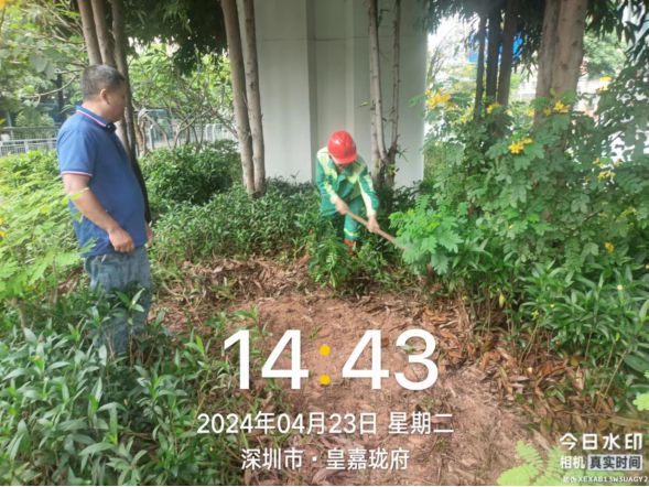 深圳龙华城管回应“暴雨天浇花” 雨水淋不到桥下植物仍需人工浇水解决