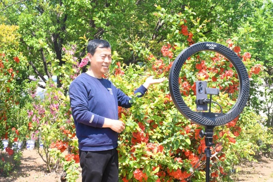    宇红苗木基地负责人杨世理正通过网络平台销售木瓜海棠。鲁丽华摄