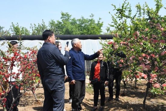 河北省乡土专家杨恩普为游客介绍木瓜海棠的特点和生长习性。鲁丽华摄
